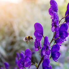 Aconitum Flower seeds for Planting – Perfect for Borders, Heirloom & GMO Free Seeds for Home Garden, High Germination