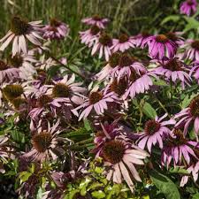 Echinacea Secret Lust Flower Seeds for Planting – Colorful Display, Heirloom, Non-GMO, High Germination