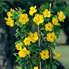 Yellow Madia Flower Seeds for Planting Heirloom Non-GMO High Germination Organic Garden Seeds