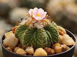 Heirloom Aztekium Flower Seeds for Planting – Non-GMO, High Germination Organic Garden Seeds