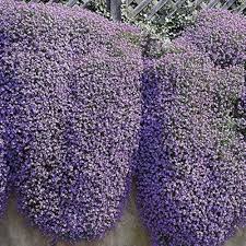 Mixed Cress Flower Seeds for Planting – Heirloom, Non-GMO, High Germination Garden Seeds