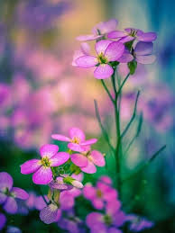 Hesperis Flower Seeds for Planting – Colorful Display, Heirloom &amp; Non-GMO Seeds