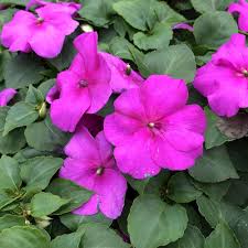 Impatiens Psittacina Flower Seeds for Planting – Hardy Variety, Heirloom, Non-GMO, High Germination Garden Seeds
