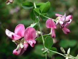 Lespedeza Bicolor Flower Seeds for Planting - Heirloom, Non-GMO, Long Bloom, High Germination