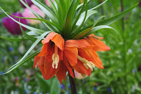 Red Fritillaria Imperialis Flower Seeds for Planting – Wildflower Mix, Heirloom, Non-GMO, High Germination Organic Garden Seeds
