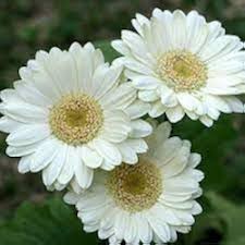White Gerbera Vanilla Flower Seeds for Planting | Heirloom Non-GMO High Germination Organic Garden Seeds