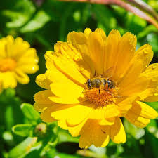 Yellow Calendula Flower Seeds for Planting | Heirloom Non-GMO High Germination Organic Garden Seeds