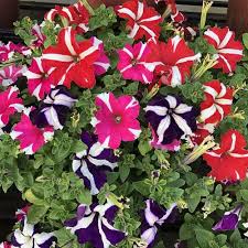 Flower Seeds, Seeds,Seeds For Planting,Plant Seeds