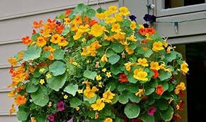 Mixed Nasturtium Flower Seeds – Heirloom, Non-GMO, Fragrant Blossoms