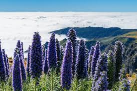 Purple Madeira Flower Seeds for Planting – Heirloom, Non-GMO, Cut-Flower Favorite High Germination Seeds
