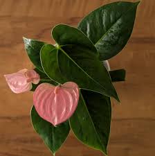 Anthurium Pink Flower Seeds for Planting – Heirloom, Non-GMO, Tropical Blooms