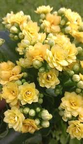 Yellow Kalanchoe Flower Seeds for Planting – Heirloom, Non-GMO, Seasonal Bloomer, High Germination