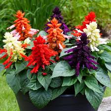 Sage Flower Seeds for Planting – Easy to Grow, Heirloom, Non-GMO, High Germination Garden Seeds