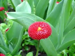 Red Perennis Flower Seeds for Planting – Low Maintenance, Heirloom, Non-GMO Seeds for Home Garden