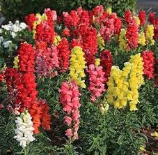 Antirrhinum Flower Seeds for Planting – Pollinator Friendly, Heirloom, Non-GMO, High Germination Garden Seeds