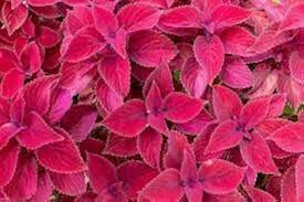 Pink Dragon Coleus Seeds for Planting – Heirloom, Non-GMO, Drought-Tolerant High Germination Garden Seeds