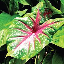 Caladium Bicolor Green Mix Flower Seeds for Planting – Heirloom, Non-GMO, High Germination Organic Garden Seeds