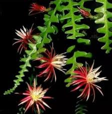 Epiphyllum Anguliger Flower Seeds for Planting Heirloom Non-GMO High Germination Organic Garden Seeds