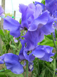 Blue Sweet Pea Flower Seeds for Planting – Non-GMO, Heirloom Cottage Garden Organic Seeds