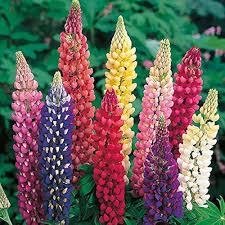 Lupine Flower Seeds for Planting – Bright Blooms, Heirloom, Non-GMO, High Germination Organic Garden Seeds