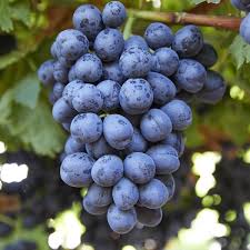 Fruit Seeds,Garden seeds, Seeds For Planting,Plant Seeds