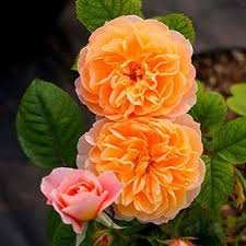 Full Orange Climbing Rose Flower Seeds for Planting | Heirloom Non-GMO High Germination Organic Garden Seeds