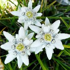 White Edelweiss Flower Seeds for Planting – Heirloom, Non-GMO, Shade Tolerant, High Germination Seeds