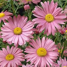 Chrysanthemum Robinson’s Flower Seeds for Planting – Pollinator Friendly Heirloom Non-GMO High Germination Organic Garden Seeds