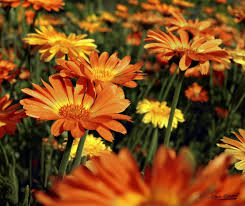 Calendula Officinalis Flower Seeds for Planting – Heirloom & Non-GMO Medicinal and Edible Garden Blooms