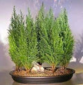 Italian Cypress Tree Seeds (Cupressus sempervirens) for Planting – Heirloom, Non-GMO, High Germination