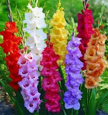 Mixed Gladiolus Flower Seeds for Planting | Heirloom Non-GMO High Germination Organic Garden Seeds