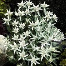 Heirloom Leontopodium Alpinum Flower Seeds for Planting – Non-GMO, Long Bloom Organic Garden Seeds