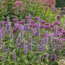 Giant Anise Hyssop Flower Seeds – Heirloom, Non-GMO, Shade-Tolerant