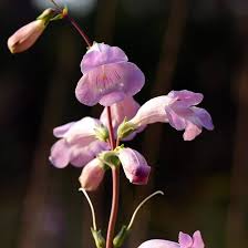 Penstemon Grandiflorus Flower Seeds for Planting – Compact Growth, Heirloom, GMO Free Garden Seeds