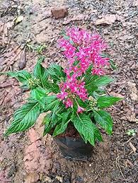 Penta Flower Seeds for Planting – Heirloom, Non-GMO, Fragrant Blossoms Organic Garden Seeds