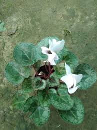 White Cyclamen Flower Seeds for Planting | Heirloom Non-GMO Organic Garden Seeds, Drought Tolerant, High Germination
