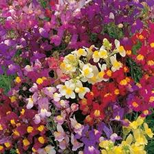 Toadflax Flower Seeds for Planting – Shade Tolerant, Heirloom & Non-GMO Seeds