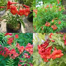 Red Cape Honeysuckle Flower Seeds for Planting | Heirloom Non-GMO High Germination Organic Garden Seeds