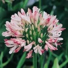 Pink Agapanthus Flower Seeds for  Planting - Vibrant Colors, Heirloom &amp; GMO Free Seeds for Home Garden Non-GMO