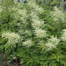 Aruncus Dioicus Flower Seeds for Planting – Long Bloom Season, Heirloom, GMO Free Organic Garden Seeds