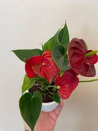 Anthurium Flower Seeds for Planting – Hardy Variety, Heirloom, Non-GMO, High Germination Organic Garden Seeds
