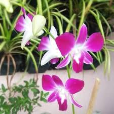 Phalaenopsis Orchid Flower Seeds for Planting – Long Bloom, Heirloom Non-GMO High Germination Organic Garden Seeds