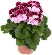 Mixed Regal Pelargonium Flower Seeds for Planting | Heirloom Non-GMO High Germination