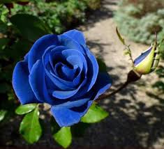 Blue Rose Flower Seeds for Planting – Heirloom, Non-GMO, High Germination Premium Garden Seeds