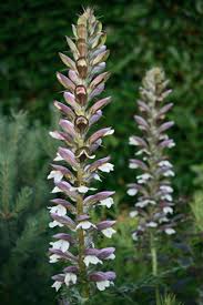 Acanthus Mollis Flower Seeds for Planting – Heirloom, Non-GMO, High Germination Organic Garden Seeds
