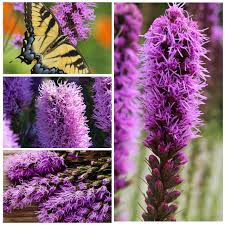 Violet Gayfeather Flower Seeds for Planting – Fragrant Blossoms, Heirloom, Non-GMO, High Germination
