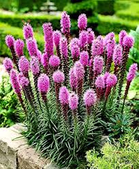 Liatris Spicata Flower Seeds – Heirloom, Non-GMO, Bright Blooms Organic Garden Seeds for Planting