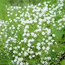 Mixed Gypsophila Paniculata Flower Seeds for Planting – Long Bloom Season, Heirloom, Non-GMO, High Germination Organic Garden Seeds