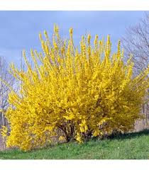 Forsythia Hampshire Flower Seeds – Heirloom, Non-GMO, Premium Quality