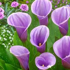 Calla Purple Flower Seeds for Planting | Heirloom Non-GMO Organic Garden Seeds, High Germination